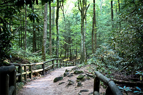 Path to bridge in woods