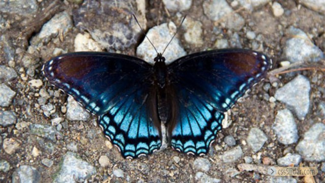 Blue Monarch Butterfly
