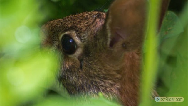 Eastern Cottontail