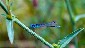 Damsel Fly