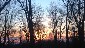 Cleared woodland at sunset
