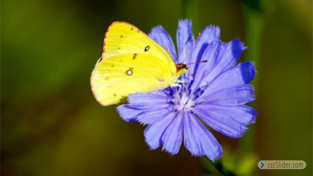 Cloudless Sulphur on Chicory