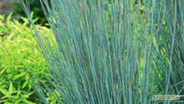 Little Bluestem