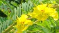 Partridge Pea
